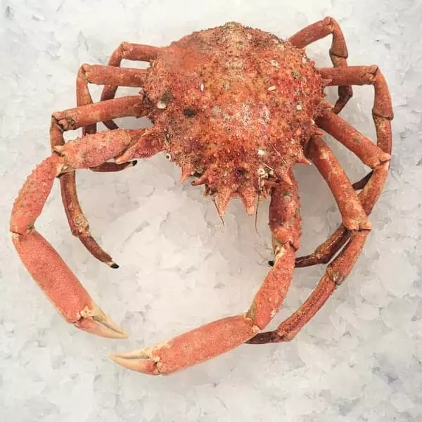 Araignée de mer cuite maison